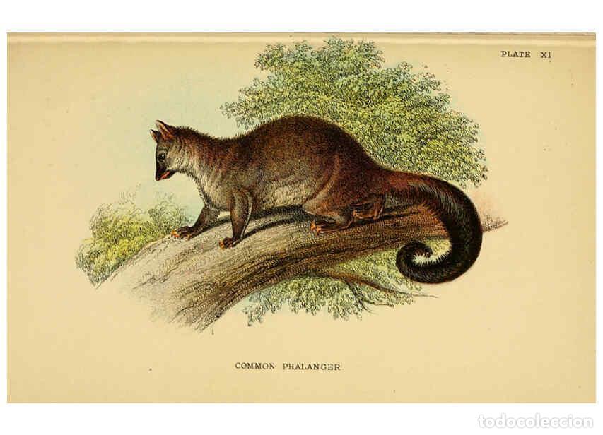 Collectionnisme de Revues et Journaux: Reproducci&oacute;n/Reproduction 6008898564: A hand-book to the marsupialia and monotremata London :E. Lloy