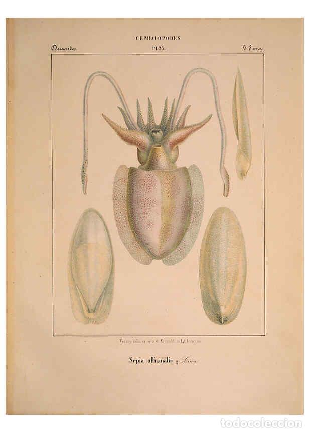 Collectionnisme de Revues et Journaux: Reproducci&oacute;n/Reproduction 6263523163: Mollusques m&eacute;diteran&eacute;ens [!] G&egrave;nes :Impr, des sourds-muets,185