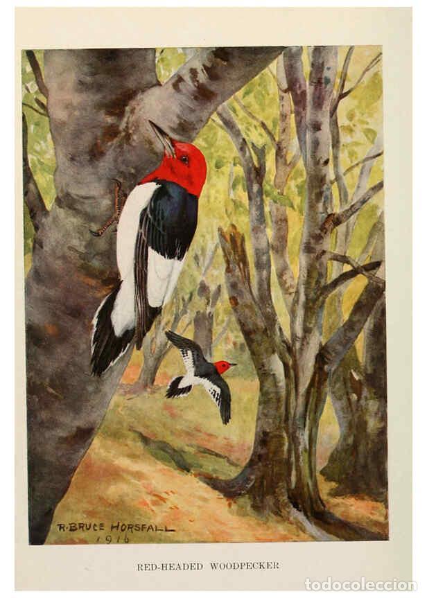 Collectionnisme de Revues et Journaux: Reproducci&oacute;n/Reproduction 6263691359: Bird biographies New York,Dodd, Mead,1923 - Alice Eliza Ball