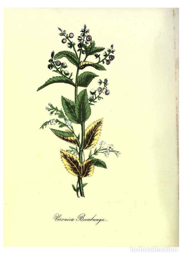 Collection Magazines and Newspapers: Reproducci&oacute;n/Reproduction 6263443973: The Floral keepsake New-York :Leavitt & Allen,[185-?] - John K