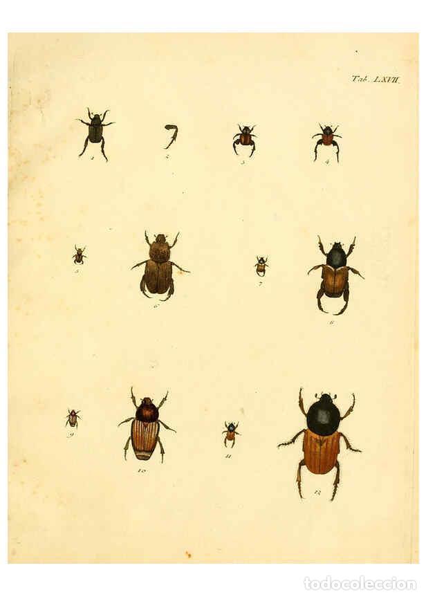 Collection Magazines and Newspapers: Reproducci&oacute;n/Reproduction 6008792580: Abbildungen zu Karl Illiger's Uebersetzung von Olivier's Entom