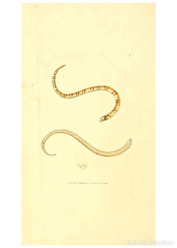 Collection Magazines and Newspapers: Reproducci&oacute;n/Reproduction 6008832030: The British miscellany London :Printed by R. Taylor & Co., and