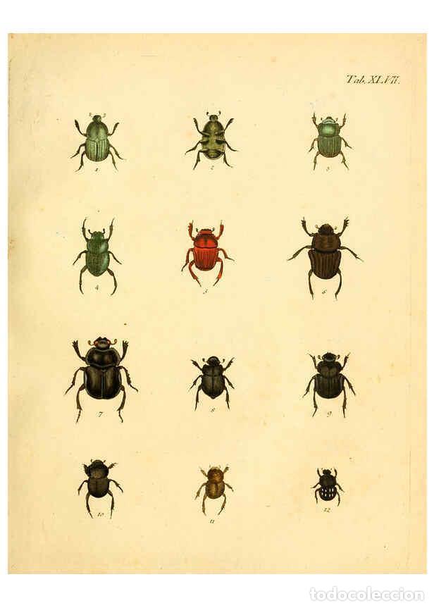 Collection Magazines and Newspapers: Reproducci&oacute;n/Reproduction 6008788702: Abbildungen zu Karl Illiger's Uebersetzung von Olivier's Entom
