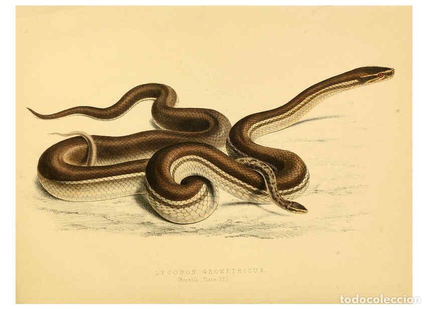 Collection Magazines and Newspapers: Reproducci&oacute;n/Reproduction 6263334965: Illustrations of the zoology of South Africa. v.3. London :Smi