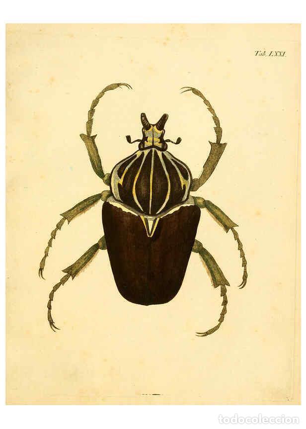 Collection Magazines and Newspapers: Reproducci&oacute;n/Reproduction 6008245441: Abbildungen zu Karl Illiger's Uebersetzung von Olivier's Entom