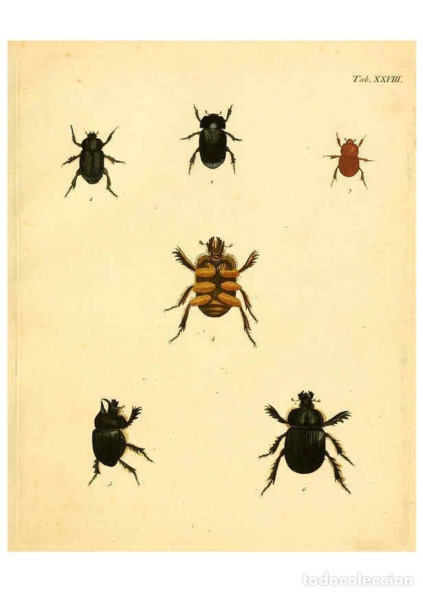 Collection Magazines and Newspapers: Reproducci&oacute;n/Reproduction 6008237483: Abbildungen zu Karl Illiger's Uebersetzung von Olivier's Entom
