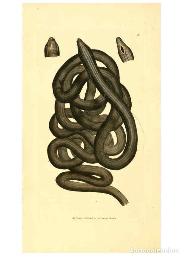 Collection Magazines and Newspapers: Reproducci&oacute;n/Reproduction 6008285831: The British miscellany London :Printed by R. Taylor & Co., and