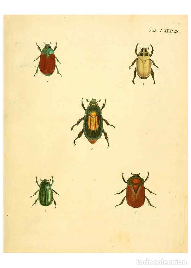 Collection Magazines and Newspapers: Reproducci&oacute;n/Reproduction 6008796562: Abbildungen zu Karl Illiger's Uebersetzung von Olivier's Entom