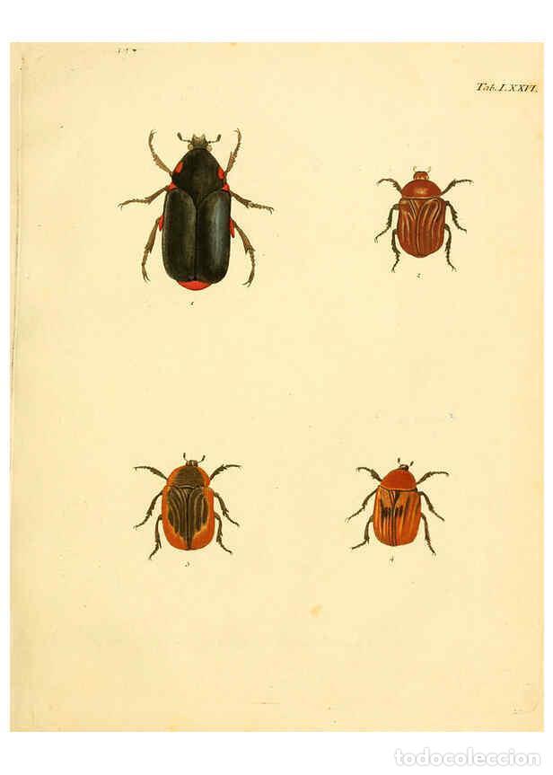 Collection Magazines and Newspapers: Reproducci&oacute;n/Reproduction 6008794098: Abbildungen zu Karl Illiger's Uebersetzung von Olivier's Entom