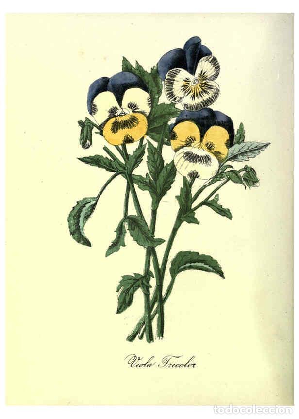 Collection Magazines and Newspapers: Reproducci&oacute;n/Reproduction 6263442737: The Floral keepsake New-York :Leavitt & Allen,[185-?] - John K