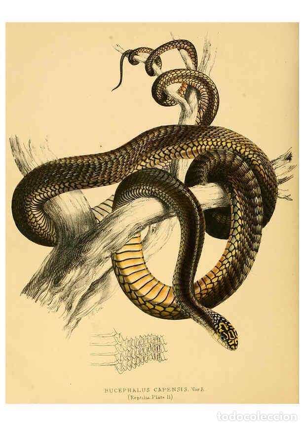 Collection Magazines and Newspapers: Reproducci&oacute;n/Reproduction 6263332825: Illustrations of the zoology of South Africa. v.3. London :Smi