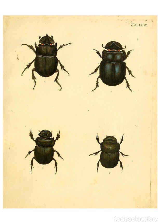 Collection Magazines and Newspapers: Reproducci&oacute;n/Reproduction 6008238299: Abbildungen zu Karl Illiger's Uebersetzung von Olivier's Entom