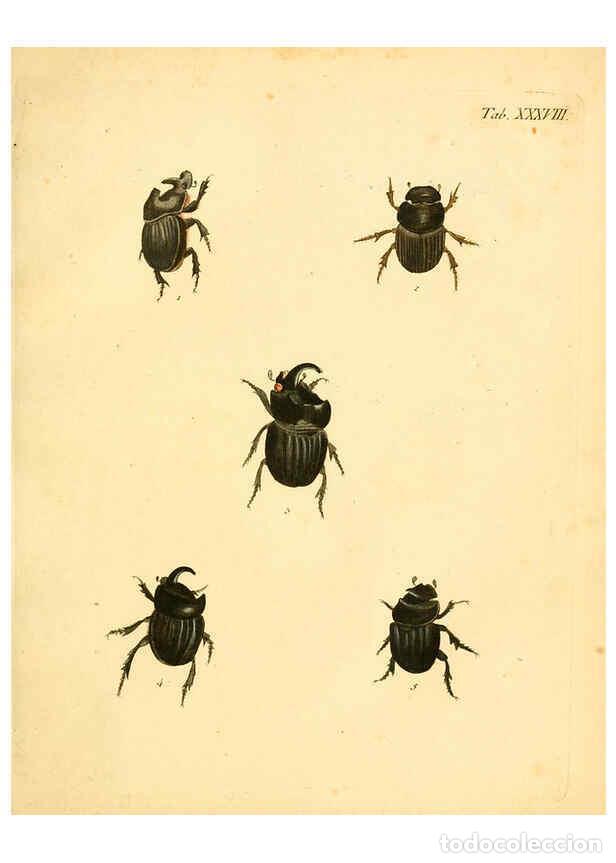 Collection Magazines and Newspapers: Reproducci&oacute;n/Reproduction 6008786878: Abbildungen zu Karl Illiger's Uebersetzung von Olivier's Entom