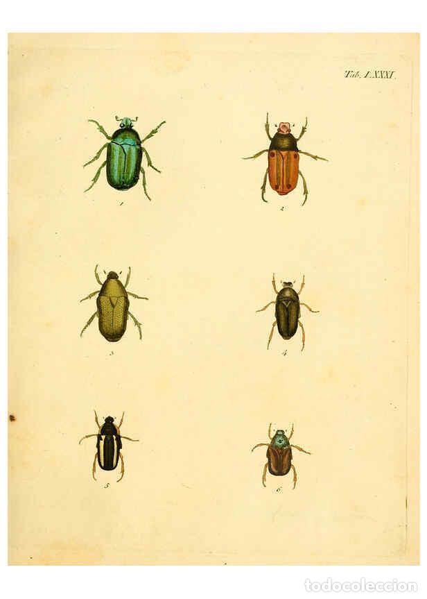 Collection Magazines and Newspapers: Reproducci&oacute;n/Reproduction 6008247237: Abbildungen zu Karl Illiger's Uebersetzung von Olivier's Entom