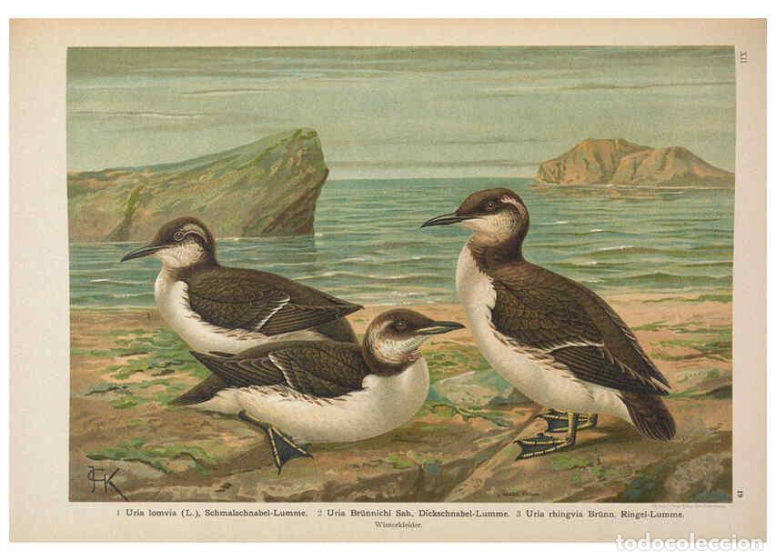 Collection Magazines and Newspapers: Reproducci&oacute;n/Reproduction 6263282599: Naumann, Naturgeschichte der V&ouml;gel Mitteleuropas. v.12. Gera-U