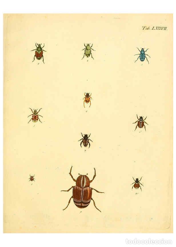 Collection Magazines and Newspapers: Reproducci&oacute;n/Reproduction 6008796106: Abbildungen zu Karl Illiger's Uebersetzung von Olivier's Entom