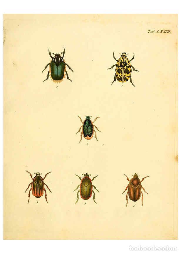 Collection Magazines and Newspapers: Reproducci&oacute;n/Reproduction 6008794286: Abbildungen zu Karl Illiger's Uebersetzung von Olivier's Entom