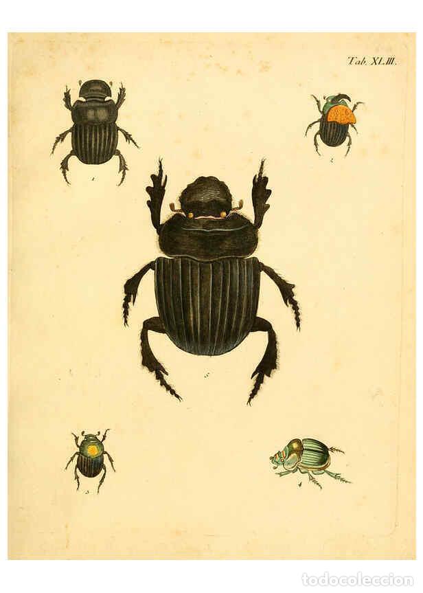 Collection Magazines and Newspapers: Reproducci&oacute;n/Reproduction 6008787912: Abbildungen zu Karl Illiger's Uebersetzung von Olivier's Entom