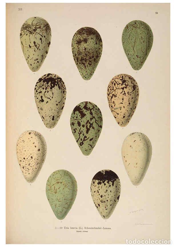 Collection Magazines and Newspapers: Reproducci&oacute;n/Reproduction 6263283541: Naumann, Naturgeschichte der V&ouml;gel Mitteleuropas. v.12. Gera-U