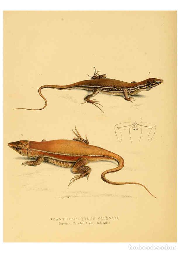 Collection Magazines and Newspapers: Reproducci&oacute;n/Reproduction 6263864600: Illustrations of the zoology of South Africa. v.3. London :Smi