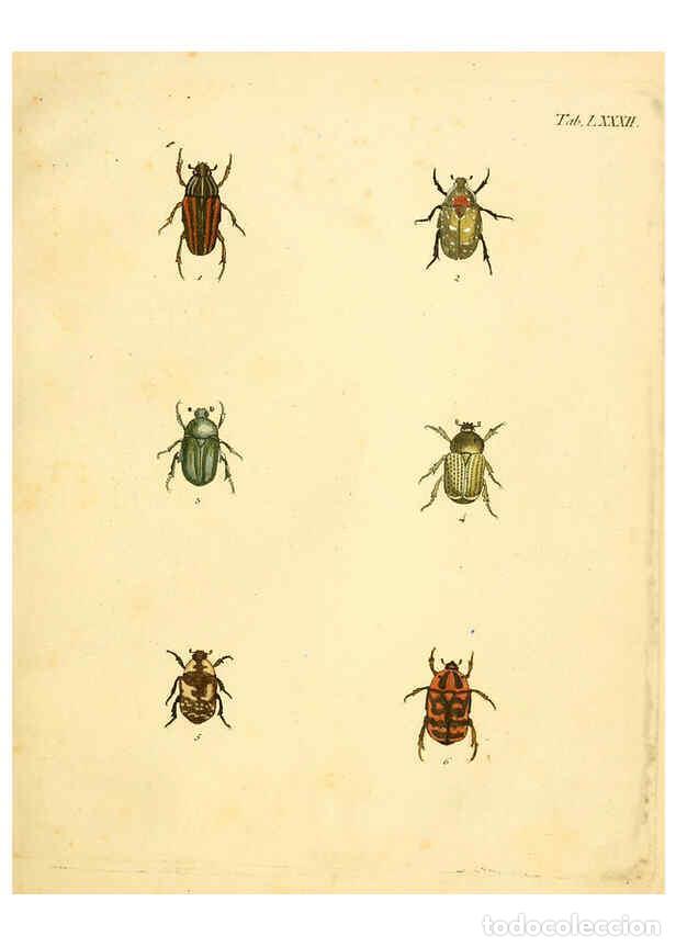 Collection Magazines and Newspapers: Reproducci&oacute;n/Reproduction 6008247491: Abbildungen zu Karl Illiger's Uebersetzung von Olivier's Entom