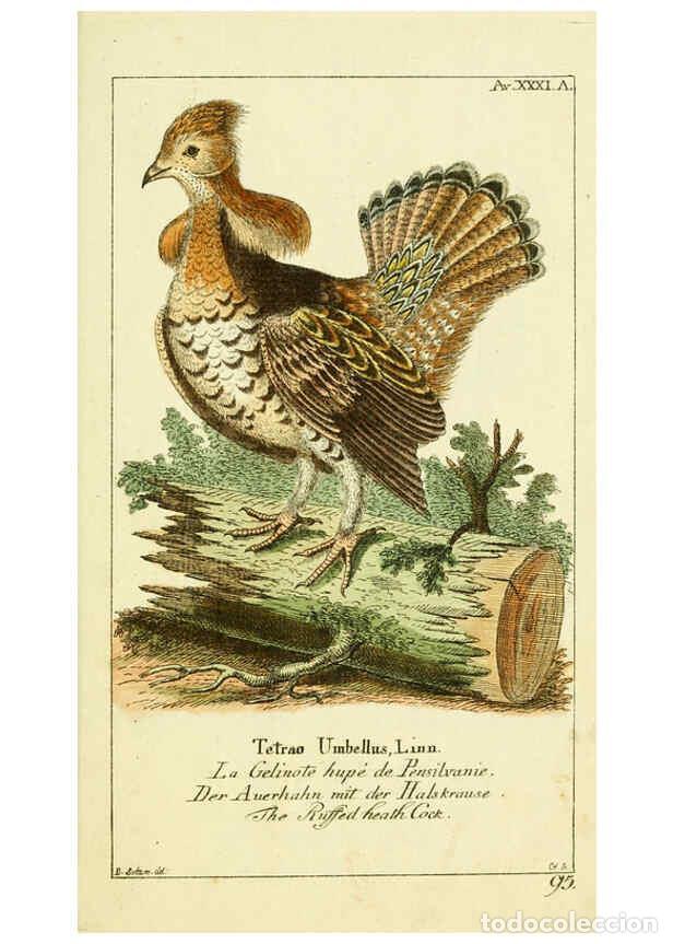 Collection Magazines and Newspapers: Reproducci&oacute;n/Reproduction 6008541767: Gemeinn&uuml;zzige Naturgeschichte des Thierreichs bd 2 plates Berl