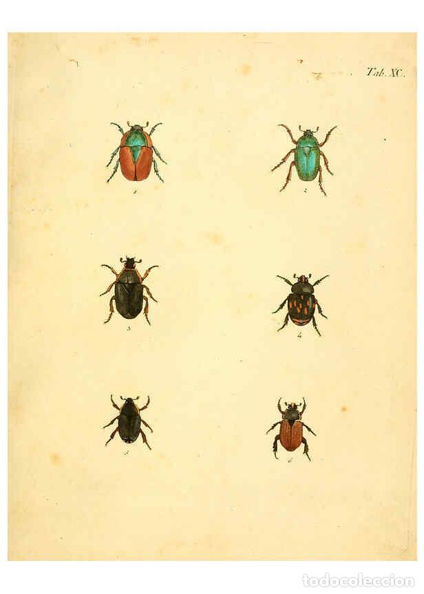 Collection Magazines and Newspapers: Reproducci&oacute;n/Reproduction 6008797080: Abbildungen zu Karl Illiger's Uebersetzung von Olivier's Entom