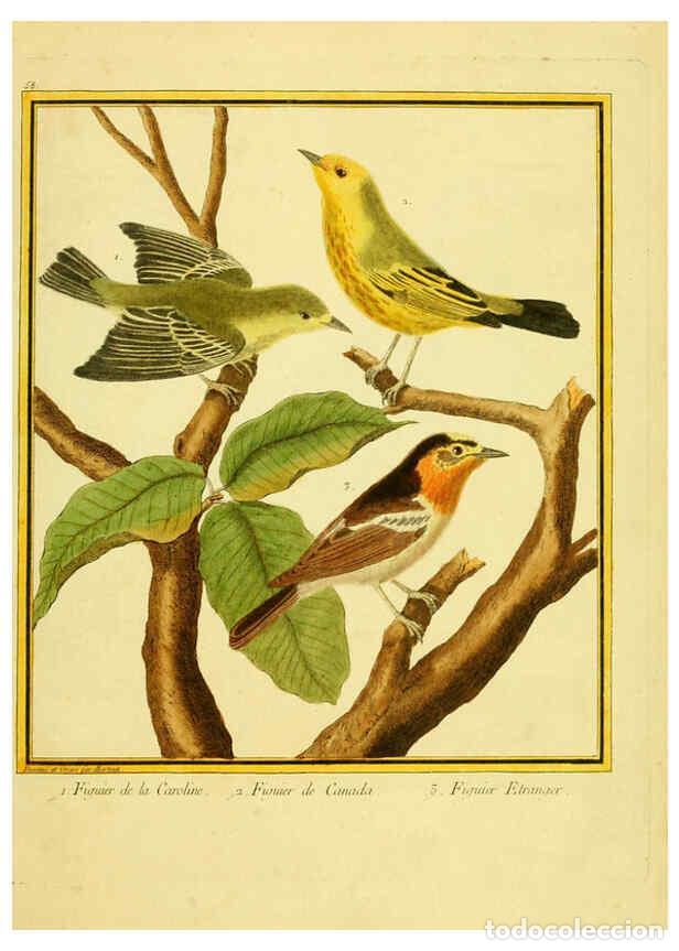 Collection Magazines and Newspapers: Reproducci&oacute;n/Reproduction 6009198312: Planches enlumin&eacute;es d'histoire naturelle t.1 Paris? :s.n.,1765