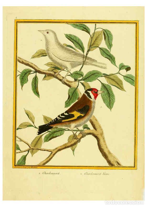 Sammeln von Zeitschriften und Zeitungen: Reproducci&oacute;n/Reproduction 6008634781: Planches enlumin&eacute;es d'histoire naturelle t.1 Paris? :s.n.,1765