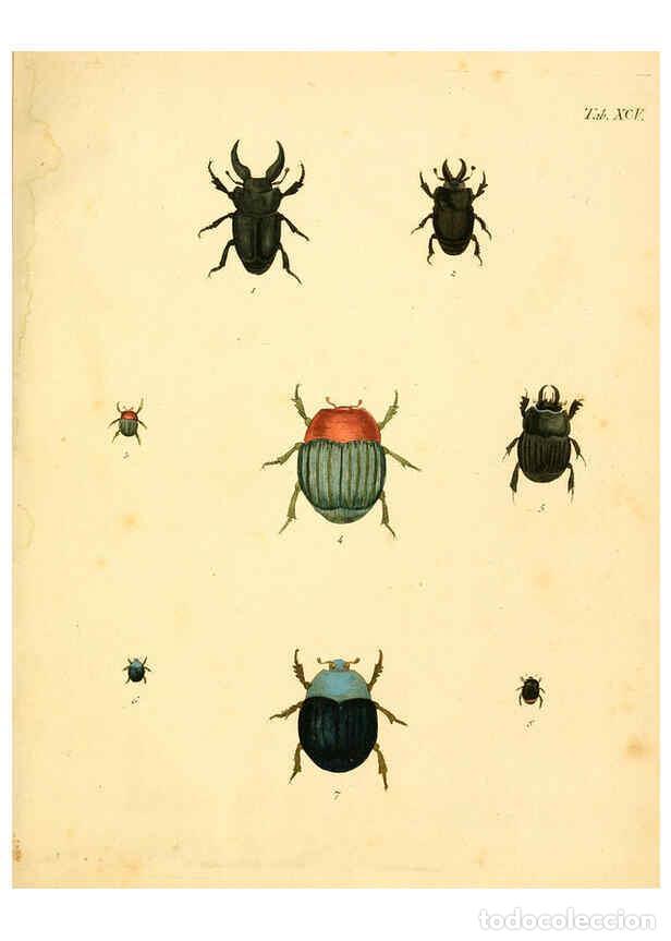 Sammeln von Zeitschriften und Zeitungen: Reproducci&oacute;n/Reproduction 6008250449: Abbildungen zu Karl Illiger's Uebersetzung von Olivier's Entom