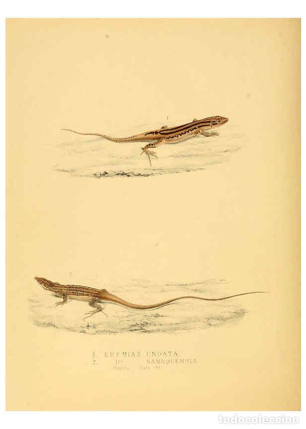 Sammeln von Zeitschriften und Zeitungen: Reproducci&oacute;n/Reproduction 6263338529: Illustrations of the zoology of South Africa. v.3. London :Smi