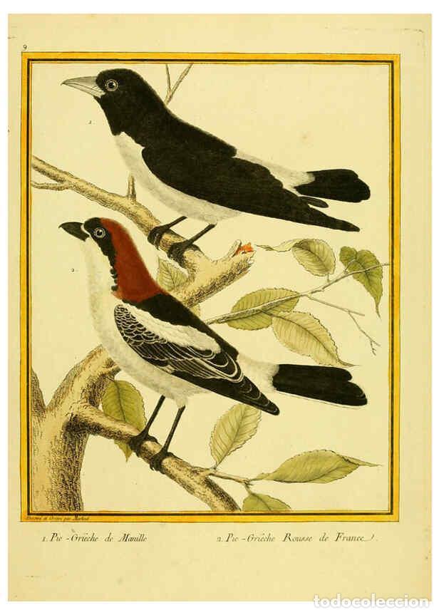 Sammeln von Zeitschriften und Zeitungen: Reproducci&oacute;n/Reproduction 6009185940: Planches enlumin&eacute;es d'histoire naturelle t.1 Paris? :s.n.,1765