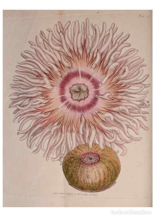 Sammeln von Zeitschriften und Zeitungen: Reproducci&oacute;n/Reproduction 6008284661: The British miscellany London :Printed by R. Taylor & Co., and