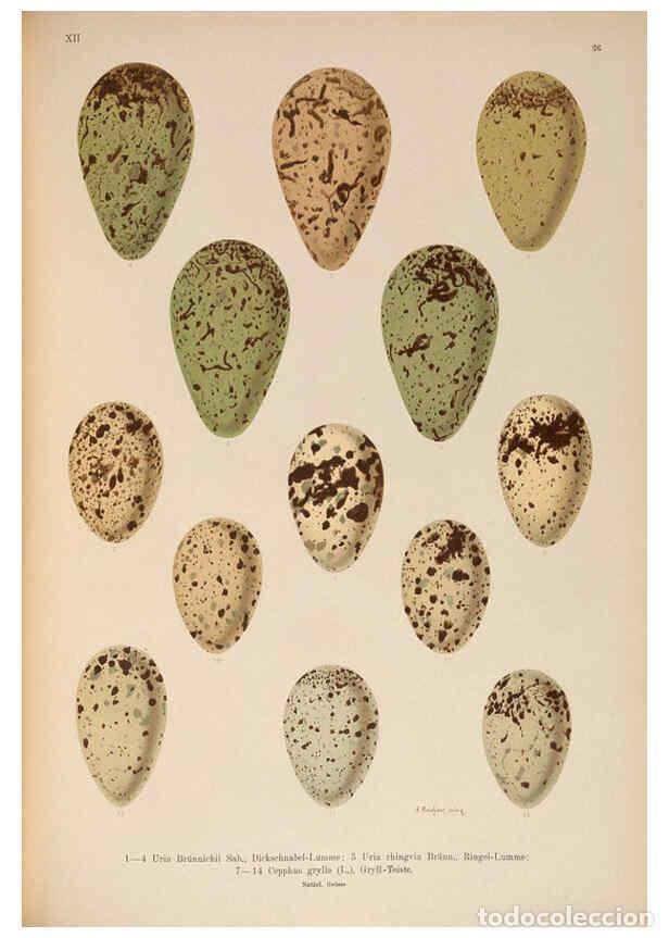 Sammeln von Zeitschriften und Zeitungen: Reproducci&oacute;n/Reproduction 6263810384: Naumann, Naturgeschichte der V&ouml;gel Mitteleuropas. v.12. Gera-U