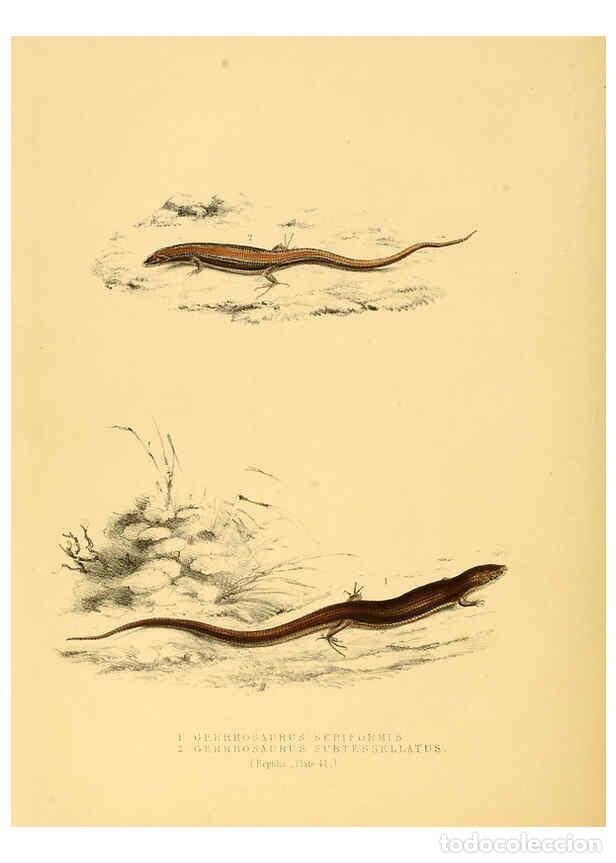 Sammeln von Zeitschriften und Zeitungen: Reproducci&oacute;n/Reproduction 6263337967: Illustrations of the zoology of South Africa. v.3. London :Smi