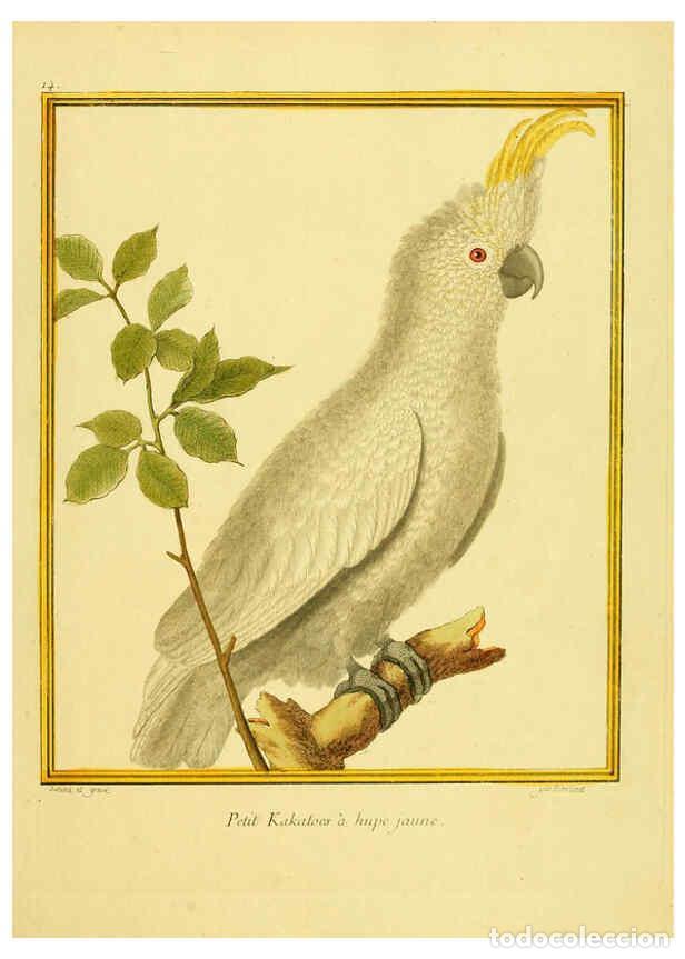 Sammeln von Zeitschriften und Zeitungen: Reproducci&oacute;n/Reproduction 6008638205: Planches enlumin&eacute;es d'histoire naturelle t.1 Paris? :s.n.,1765