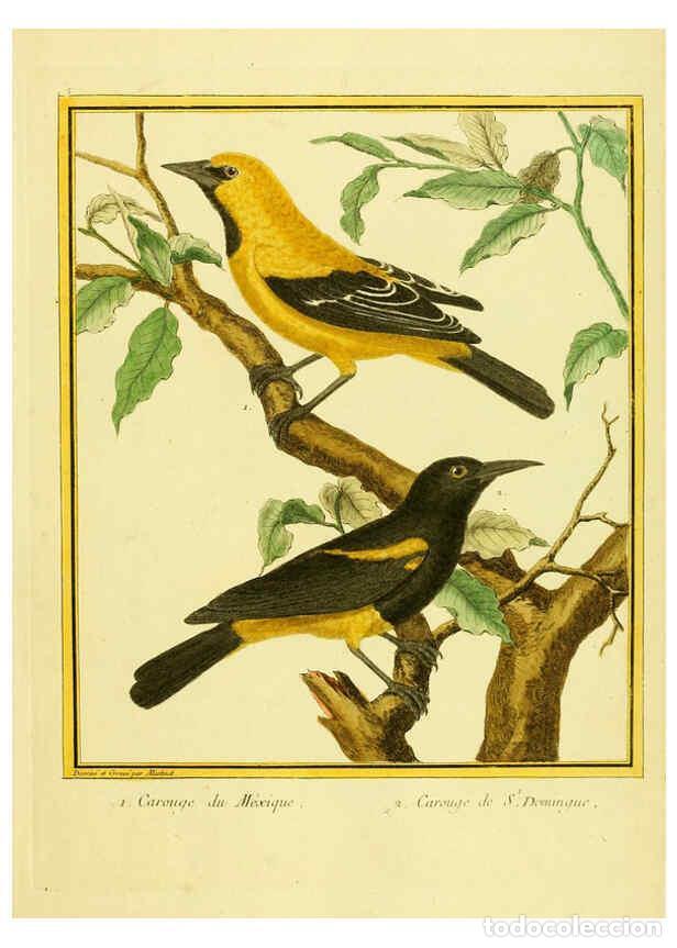 Sammeln von Zeitschriften und Zeitungen: Reproducci&oacute;n/Reproduction 6009184294: Planches enlumin&eacute;es d'histoire naturelle t.1 Paris? :s.n.,1765