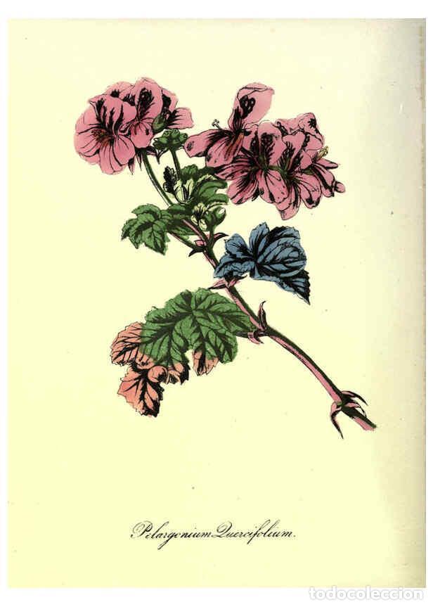 Sammeln von Zeitschriften und Zeitungen: Reproducci&oacute;n/Reproduction 6263970422: The Floral keepsake New-York :Leavitt & Allen,[185-?] - John K