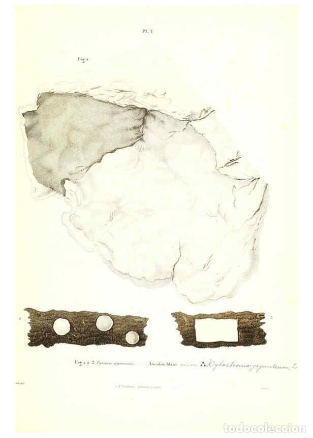 Sammeln von Zeitschriften und Zeitungen: Reproducci&oacute;n/Reproduction 6266423339: Iconographie des champignons de Paulet New York,H. Bailli&egrave;re;