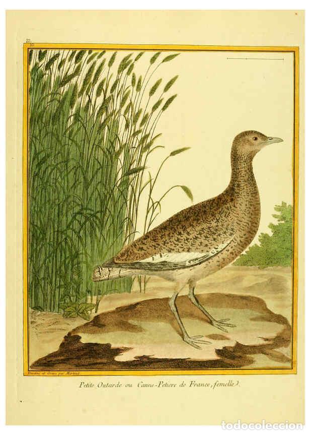 Sammeln von Zeitschriften und Zeitungen: Reproducci&oacute;n/Reproduction 6009186236: Planches enlumin&eacute;es d'histoire naturelle t.1 Paris? :s.n.,1765