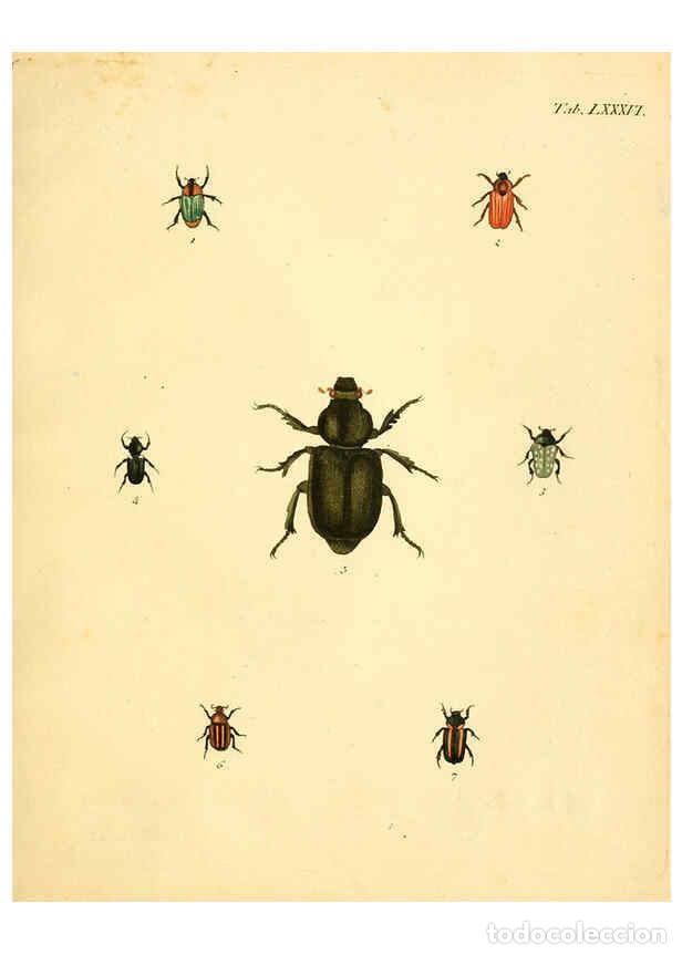 Sammeln von Zeitschriften und Zeitungen: Reproducci&oacute;n/Reproduction 6008248213: Abbildungen zu Karl Illiger's Uebersetzung von Olivier's Entom