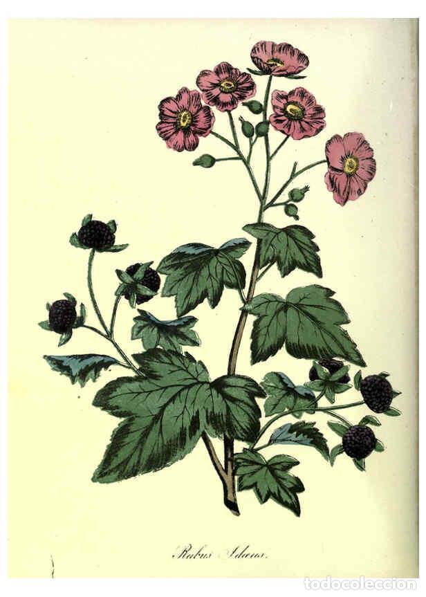 Sammeln von Zeitschriften und Zeitungen: Reproducci&oacute;n/Reproduction 6263444155: The Floral keepsake New-York :Leavitt & Allen,[185-?] - John K