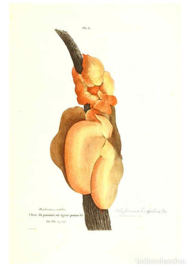 Sammeln von Zeitschriften und Zeitungen: Reproducci&oacute;n/Reproduction 6266424443: Iconographie des champignons de Paulet New York,H. Bailli&egrave;re;