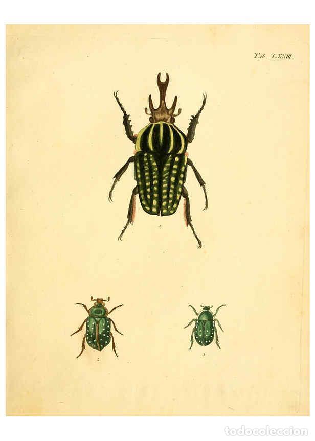 Sammeln von Zeitschriften und Zeitungen: Reproducci&oacute;n/Reproduction 6008793504: Abbildungen zu Karl Illiger's Uebersetzung von Olivier's Entom