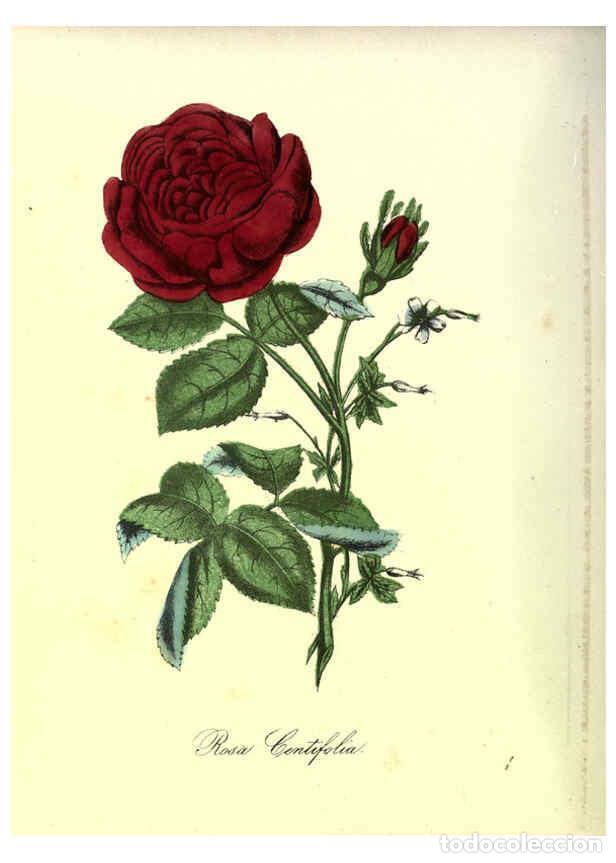 Sammeln von Zeitschriften und Zeitungen: Reproducci&oacute;n/Reproduction 6263445099: The Floral keepsake New-York :Leavitt & Allen,[185-?] - John K