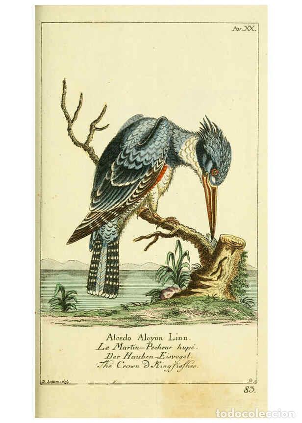 Sammeln von Zeitschriften und Zeitungen: Reproducci&oacute;n/Reproduction 6008538035: Gemeinn&uuml;zzige Naturgeschichte des Thierreichs bd 2 plates Berl