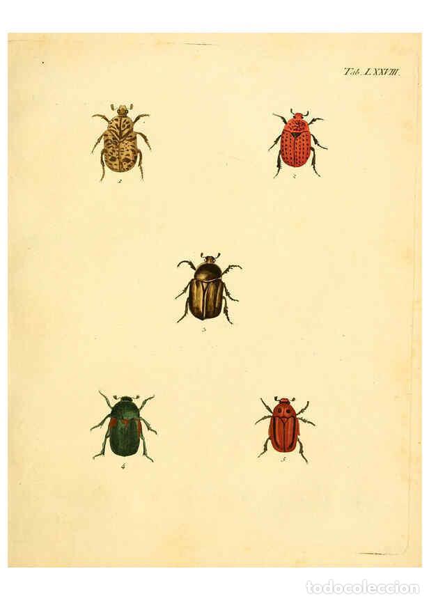 Sammeln von Zeitschriften und Zeitungen: Reproducci&oacute;n/Reproduction 6008794438: Abbildungen zu Karl Illiger's Uebersetzung von Olivier's Entom