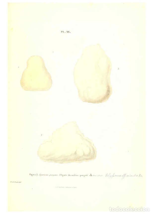 Sammeln von Zeitschriften und Zeitungen: Reproducci&oacute;n/Reproduction 6266425459: Iconographie des champignons de Paulet New York,H. Bailli&egrave;re;