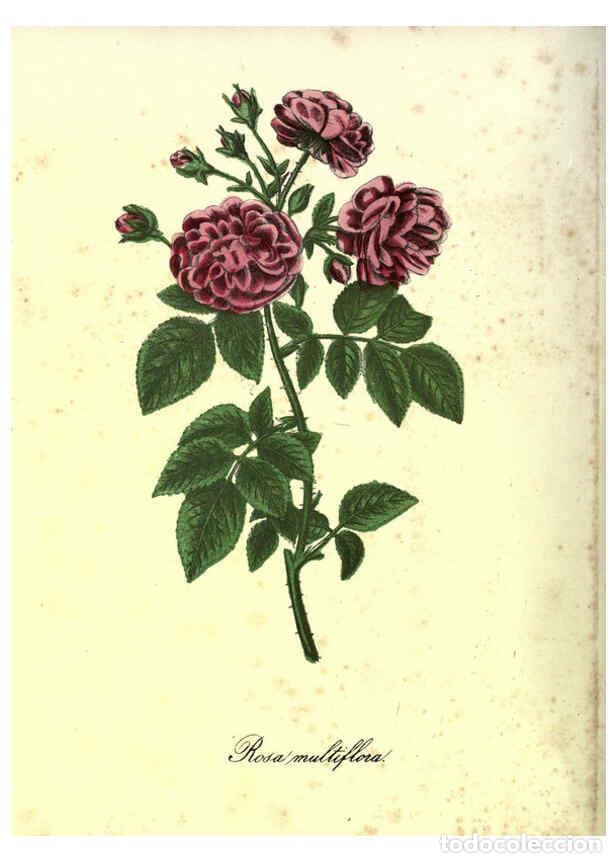 Sammeln von Zeitschriften und Zeitungen: Reproducci&oacute;n/Reproduction 6263442415: The Floral keepsake New-York :Leavitt & Allen,[185-?] - John K