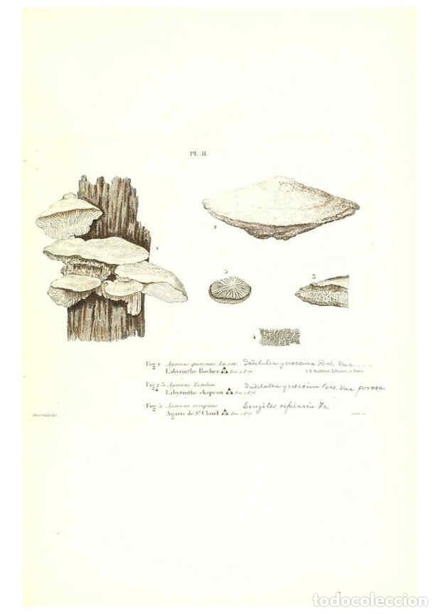 Sammeln von Zeitschriften und Zeitungen: Reproducci&oacute;n/Reproduction 6266422789: Iconographie des champignons de Paulet New York,H. Bailli&egrave;re;